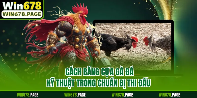 Cách Băng Cựa Gà Đá - Kỹ Thuật Trong Chuẩn Bị Thi Đấu